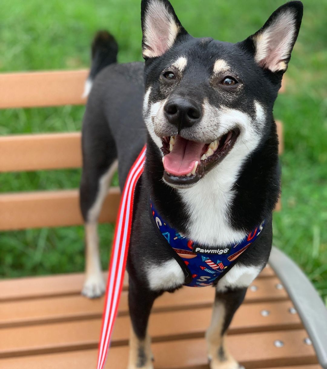 Red, White & Bark Reversible Harness