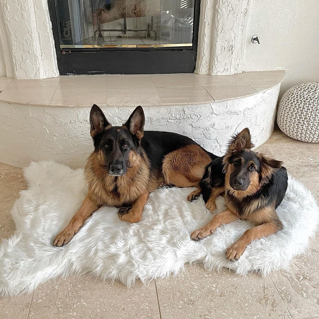 PupRug Faux Fur Orthopedic Dog Bed - Curve Polar White
