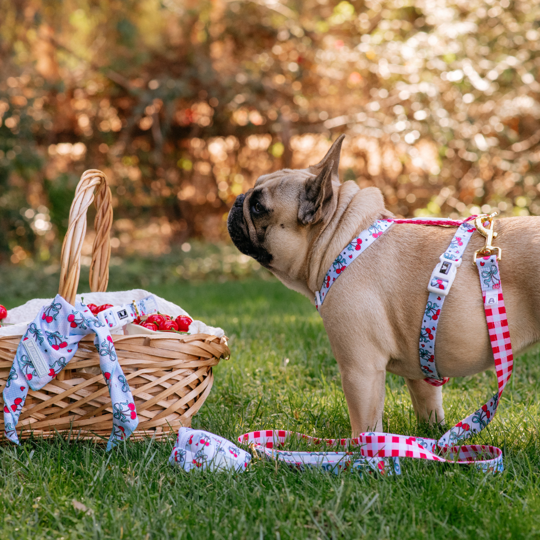 Frenchie Strap Harness - Cherries Blue