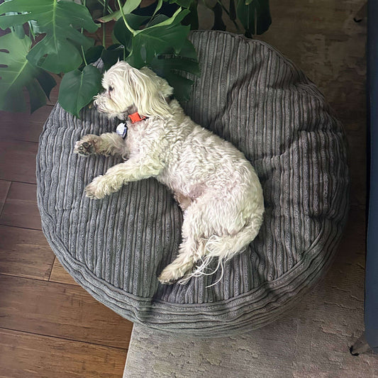 30 Inch Forever Dog Bed (Waterproof) - Terry Corduroy