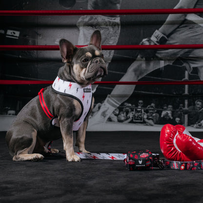 Frenchie Duo Reversible Harness - Knockout