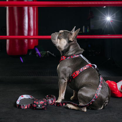 Frenchie Comfort Leash - Knockout