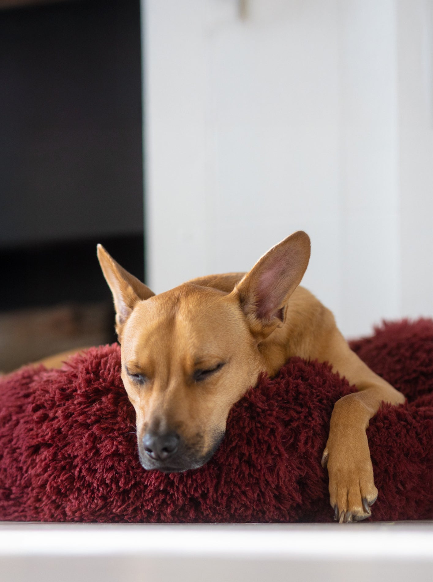 POD DOG BED