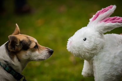 Squooshie™ Bunny Plush Dog Toy