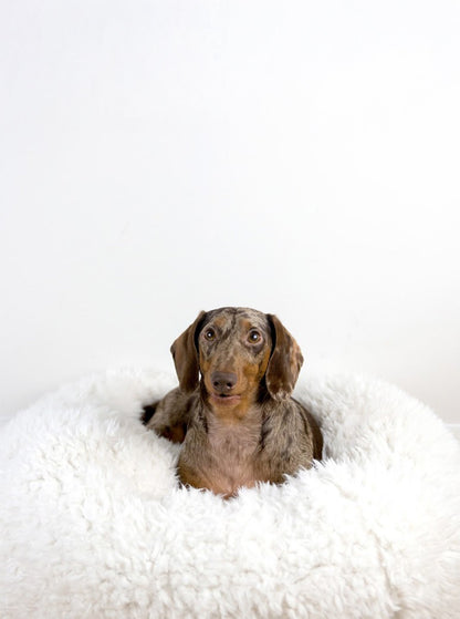 POD DOG BED