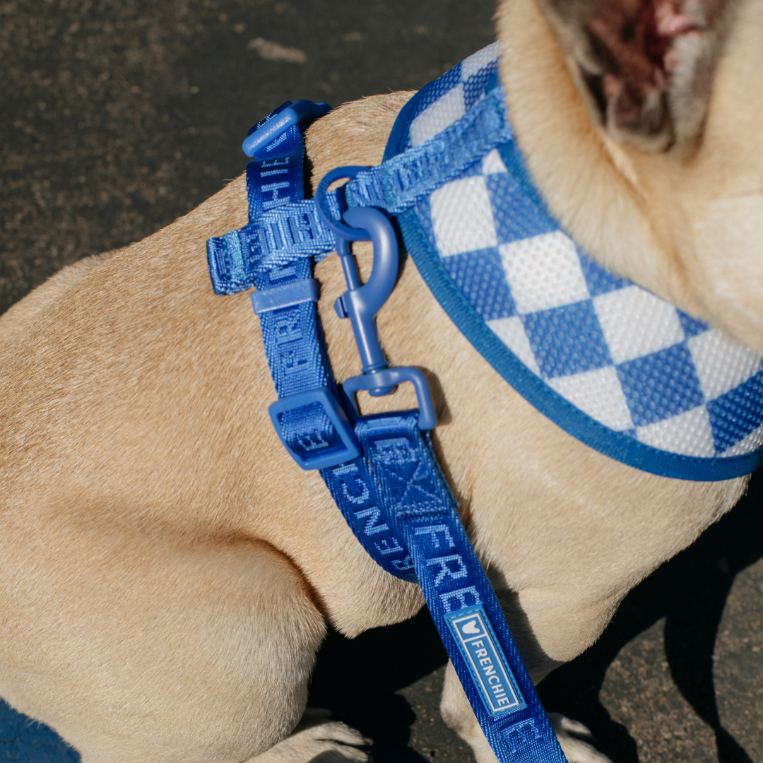 Frenchie Duo Reversible Harness - Solid Royal Blue