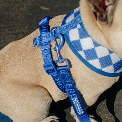 Frenchie Duo Reversible Harness - Solid Royal Blue