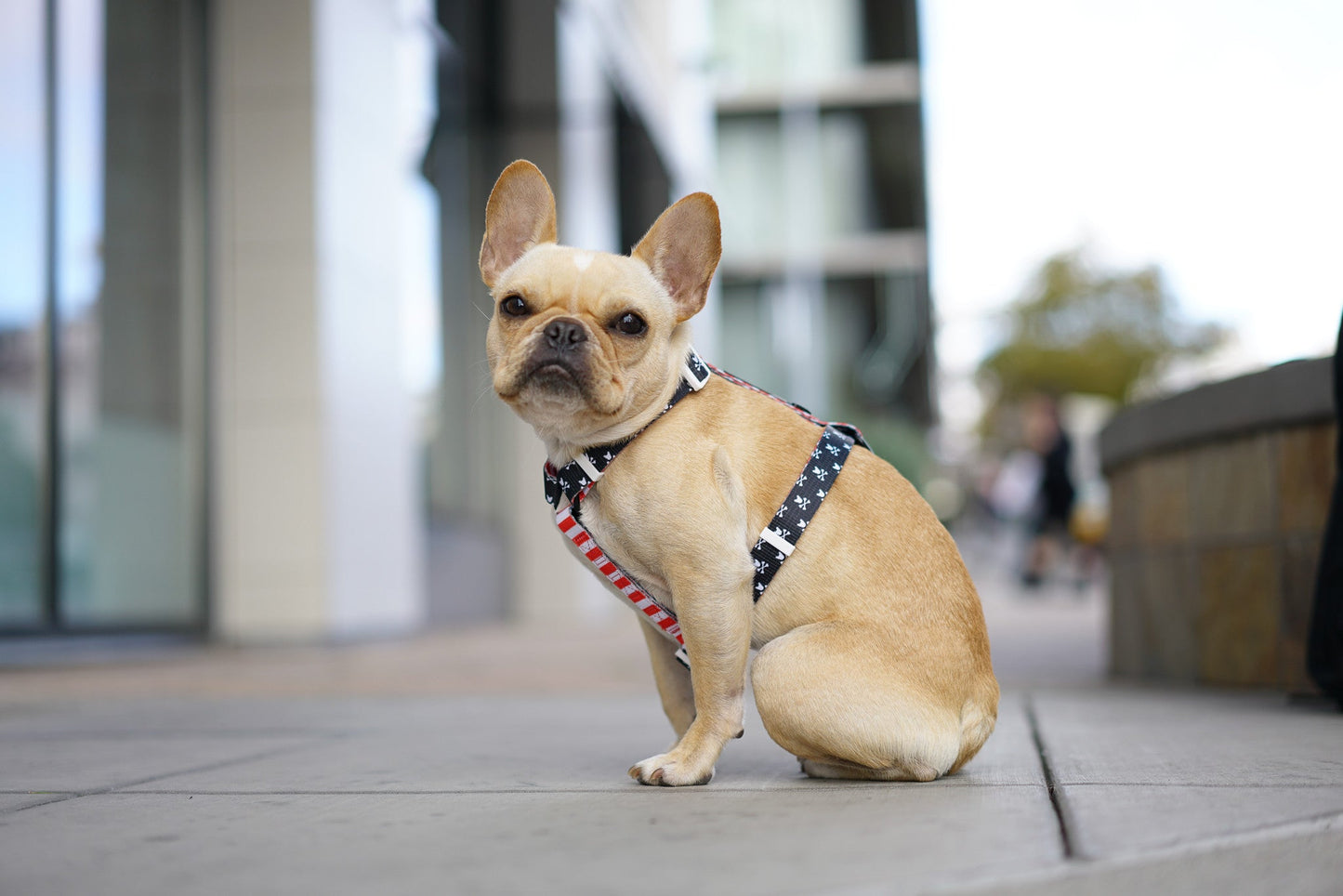 Frenchie Strap Harness - Bad to the Bone