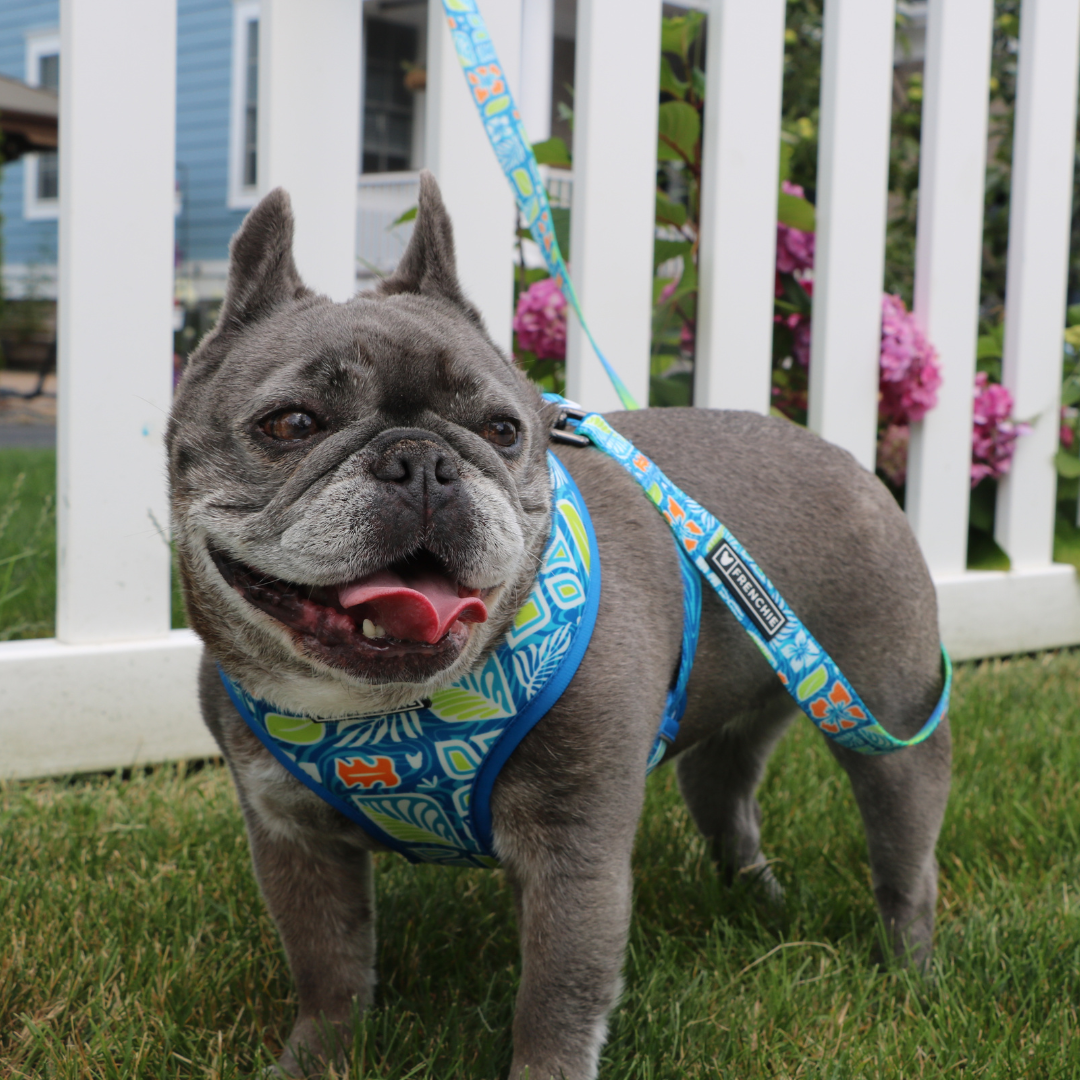 Frenchie Duo Reversible Harness - Waikiki