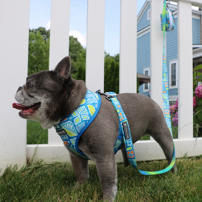 Frenchie Duo Reversible Harness - Waikiki
