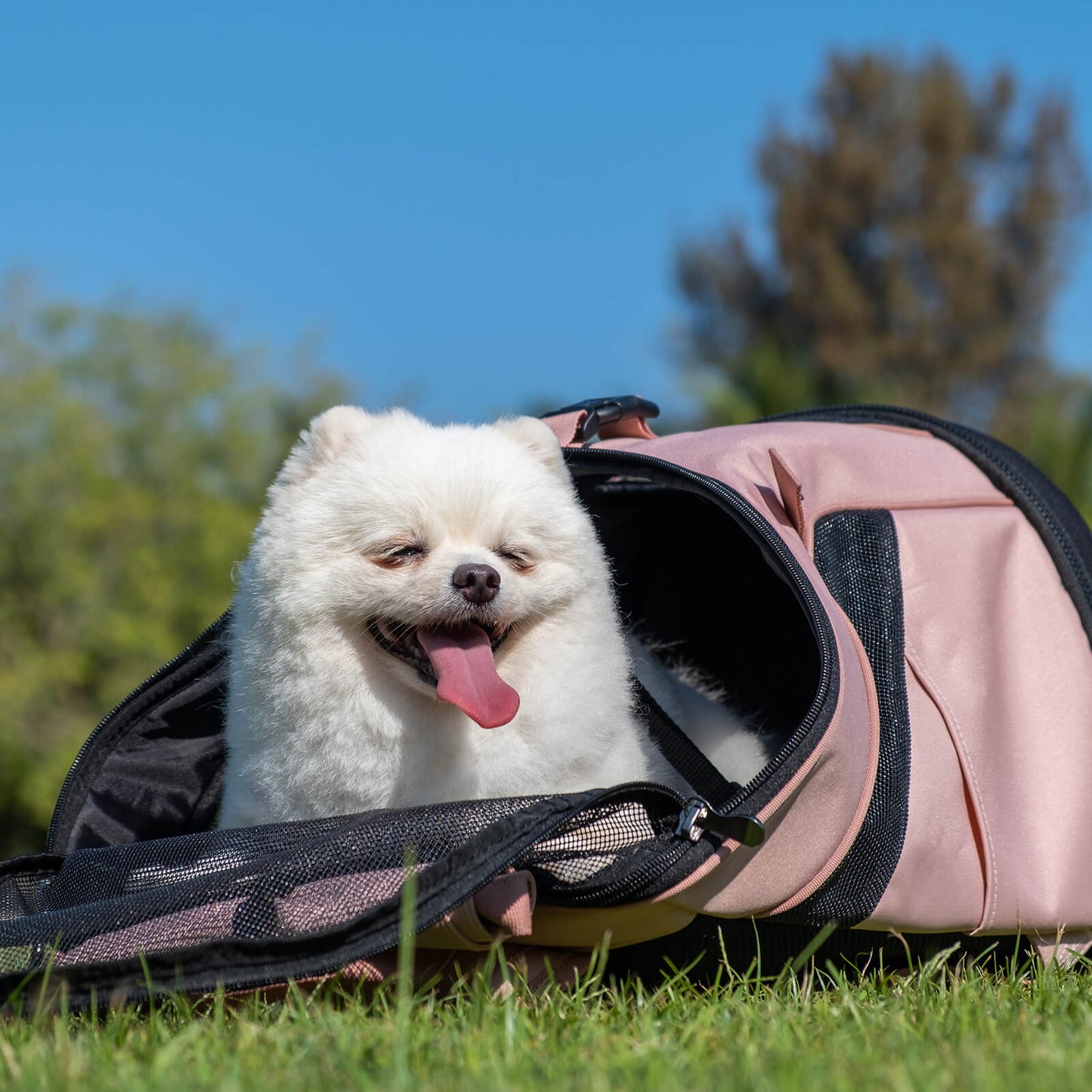 Ultralight Pro Pet Backpack Carrier, Front-Facing Cat-Dog Travel Bag