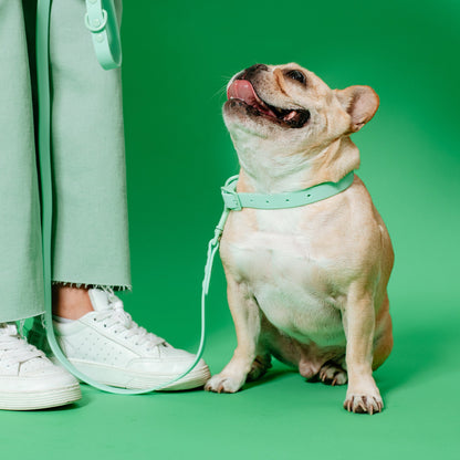 Frenchie Waterproof Collar - Mint Green