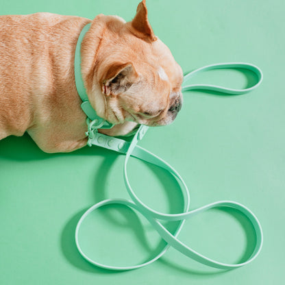 Frenchie Waterproof Leash - Mint Green