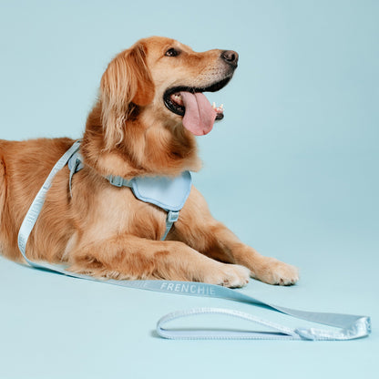 Frenchie Comfort Leash - Sky Blue