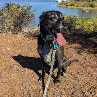 Pendleton Adventure Leash