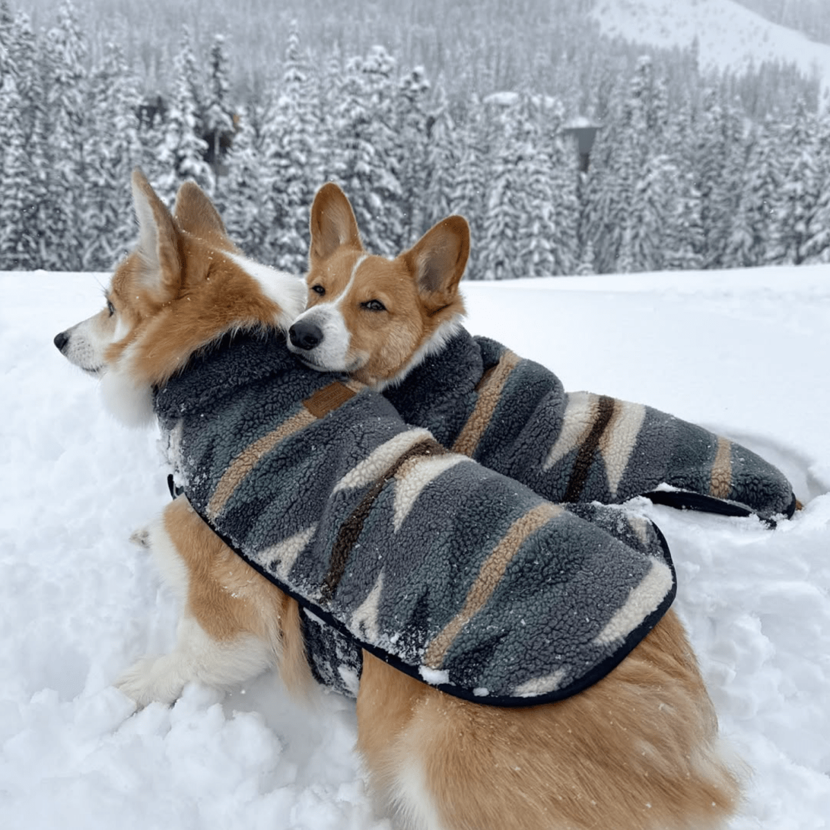Pendleton Berber Dog Coat
