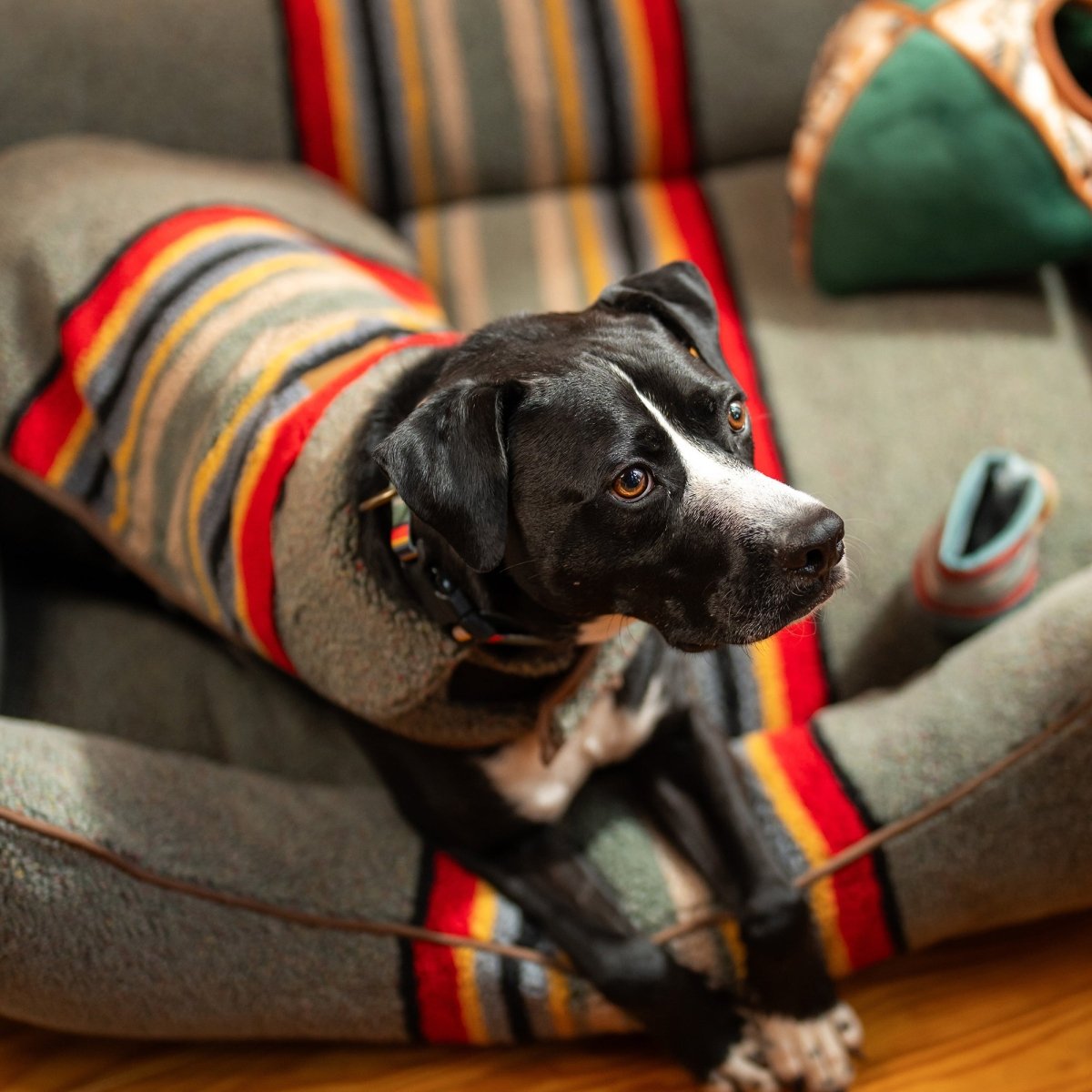 Pendleton Vintage Camp Dog Coat