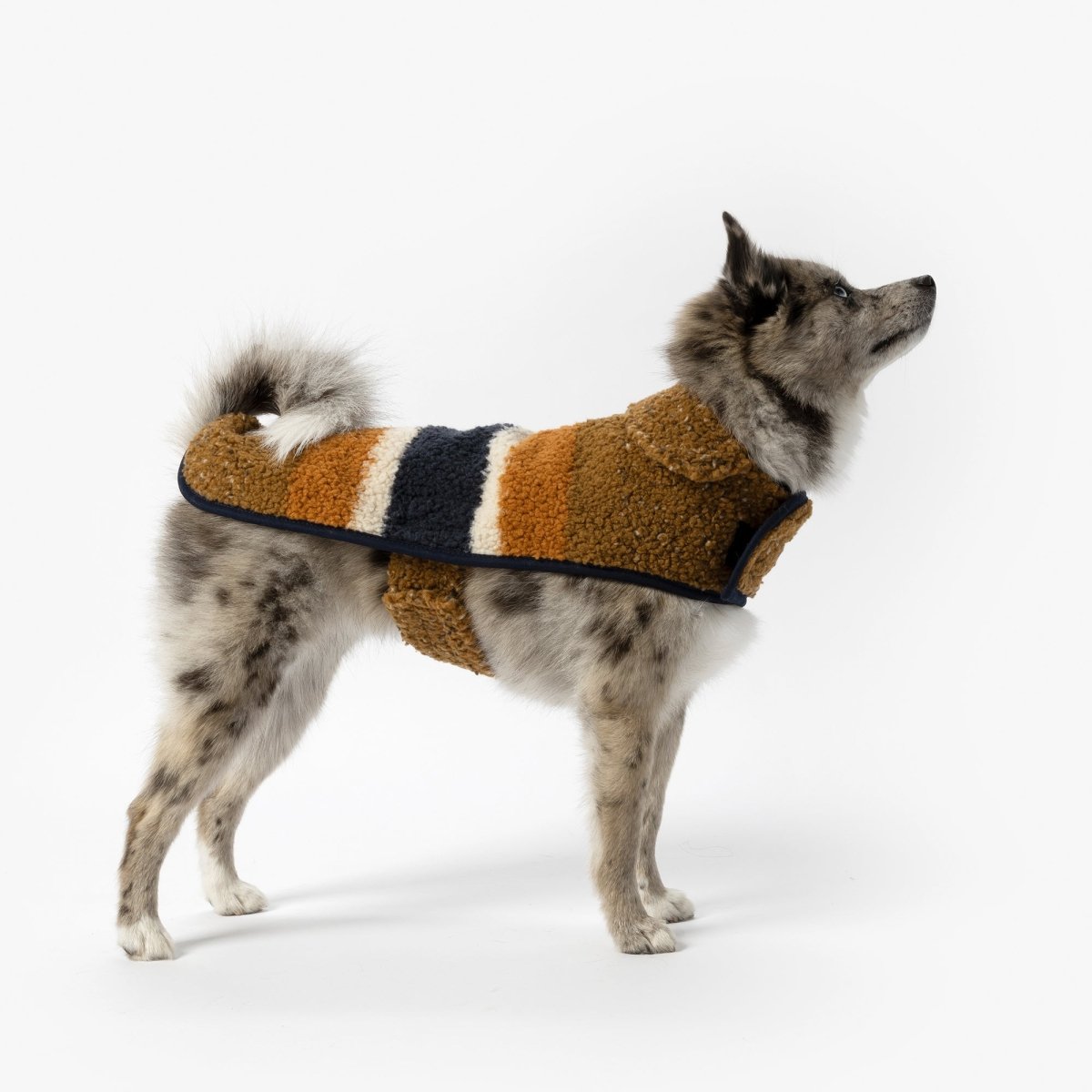 Shinola Brand Stripe Berber Dog Coat Rust